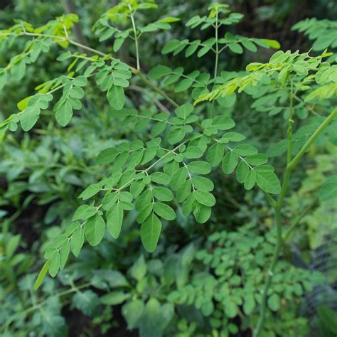 Moringa Oleifera The Tree Of Life Hubpages