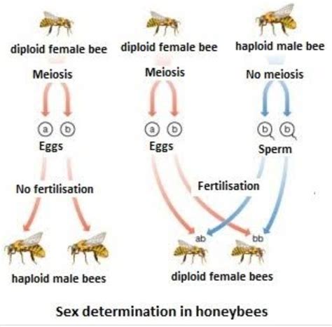 Explain Sex Determination In Honey Bee And Birds