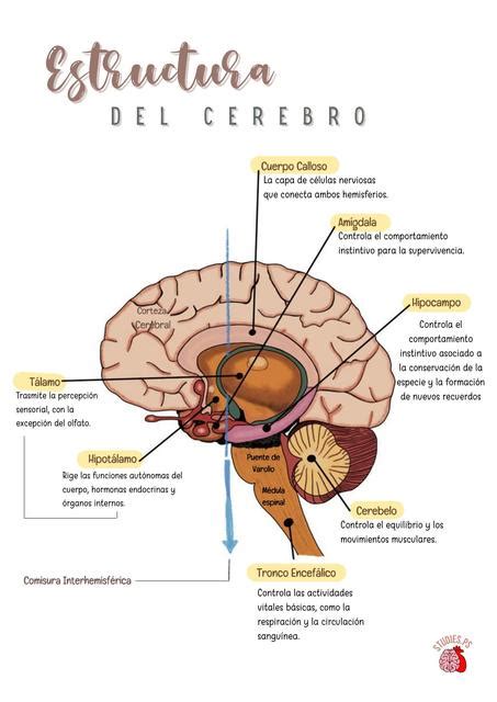 Estructura Del Cerebro Studiesps Udocz