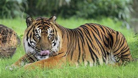 Man Eater Tiger That Killed Nine Shot Dead In India Kissasian