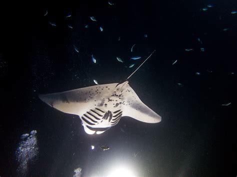 Animal Encounters 10 — Dancing Ufos Of The Ocean Manta Rays Maho On