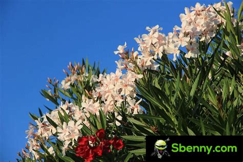 Oleander Nerium Oleander Cultivation And Toxicity Risks Sbennys Blog