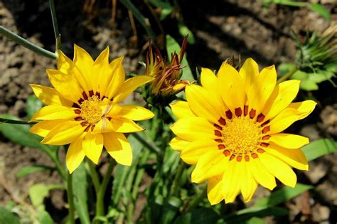 Flores Amarillas Especies Cuidados Características Y Significado