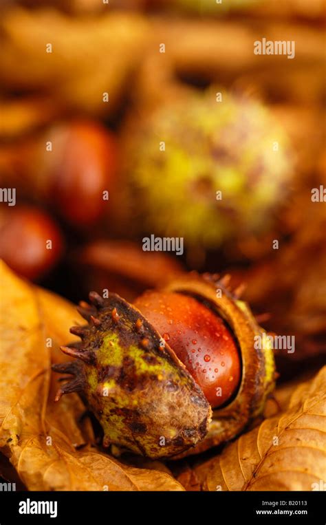 Conkers Horse Chestnuts In Their Husks On Leaves Using Selective