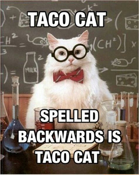 Smart Cat Nerdy Jokes Chemistry Humor Chemistry Cat