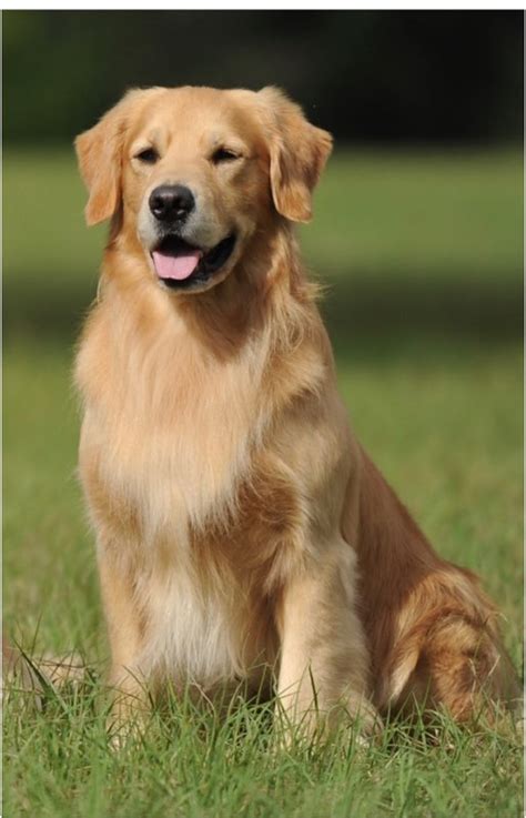 Golden Retrievers The Let Litter Kanosak Canine Training