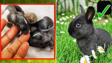 Cute Baby Rabbits Growing Up 1 To 18 Days Youtube