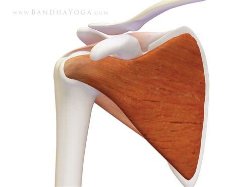 The Daily Bandha Shoulder Biomechanics Part I The Subscapularis Muscle