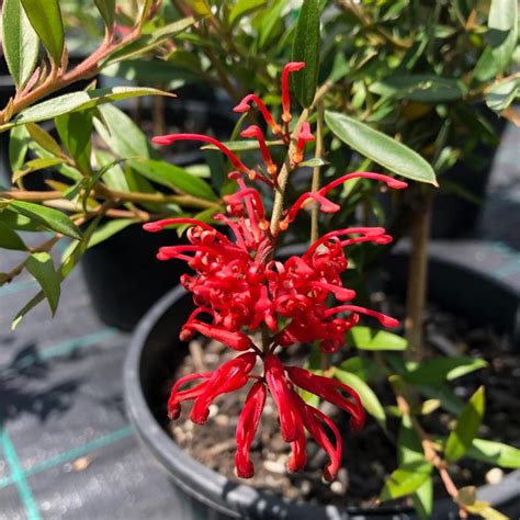 Grevillea Lady O Andreasens Green