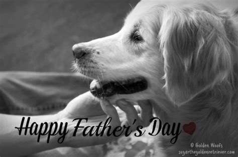 Maybe you would like to learn more about one of these? Happy Father's Day - Golden Woofs