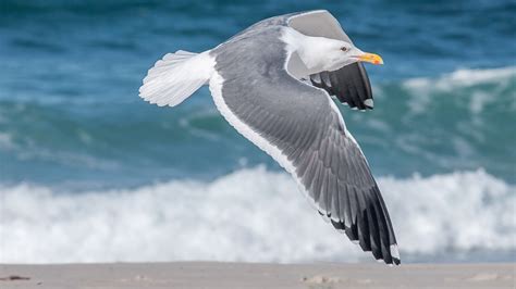 Free Images Beach Sea Ocean Bird Wing Shore Seabird Seagull