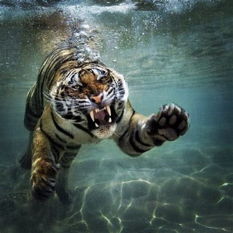 Tiger Under Water San Diego Zoo Safari Park