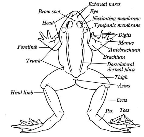 External Anatomy Of A Frog Diagram Of A Frog