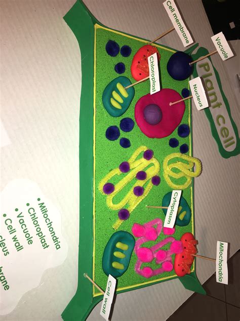 5th Grade 3d Plant Cell Model Plant Cell Model Plant Cell Project