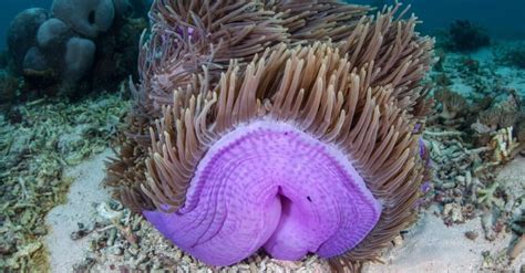 10 Incredible Sea Anemone Facts Wiki Point