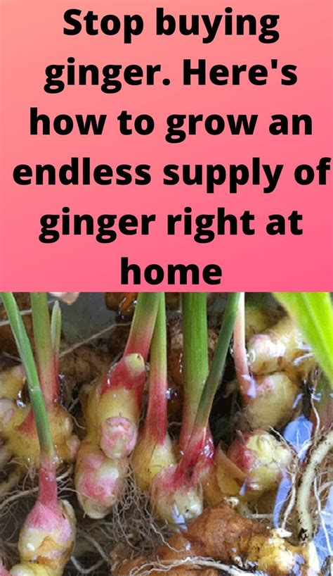 Ginger Plants With The Caption Stop Buying Ginger Here S How To Grow An Endless Supply Of Ginger
