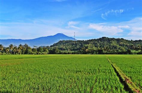 Gambar Pemandangan Sawah Padi Mosop