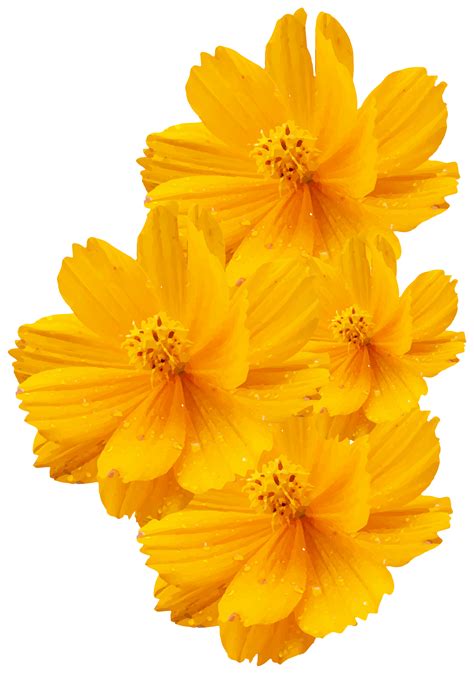 Cosmos Sulphureus Cosmos Bipinnatus Yellow Flower Euclidean Vector