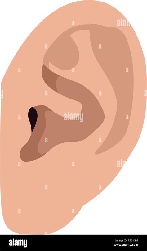 Isolated Human Ear Stock Vector Image And Art Alamy