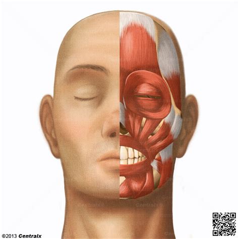 Cabeza Atlas De Anatomía Del Cuerpo Humano Centralx
