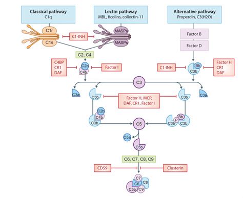 The Complement System A Schematic View Of Activation Of The Complement