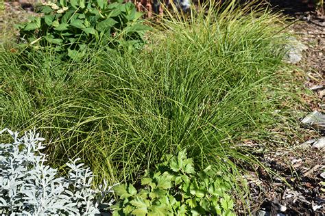 Pennsylvania Sedge Carex Pensylvanica In Ringoes Flemington New Hope