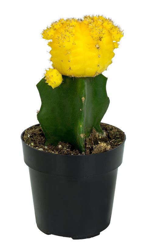 Browse succulents by common name: Gymnocalycium (Cactus-chin) - GLISSANDO Garden Center