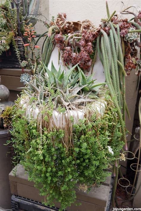 Succulents Planted In Unusual Containers Creative Ideas