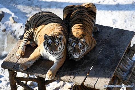 Tigres Siberiano En Centro De Crianza De Felinos De Hengdaohezi Spanish