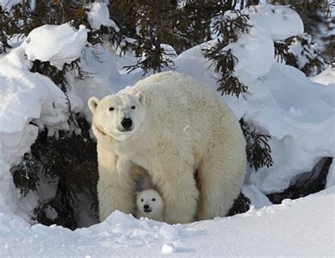 Tracking Newborn Polar Bear Cubs In The Arctic Tundra