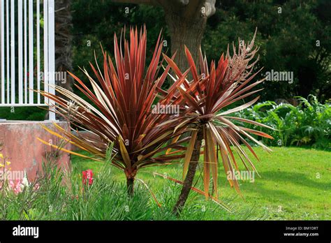 Cordyline Australis Purpurea Purple New Zealand Cabbage Palm Stock