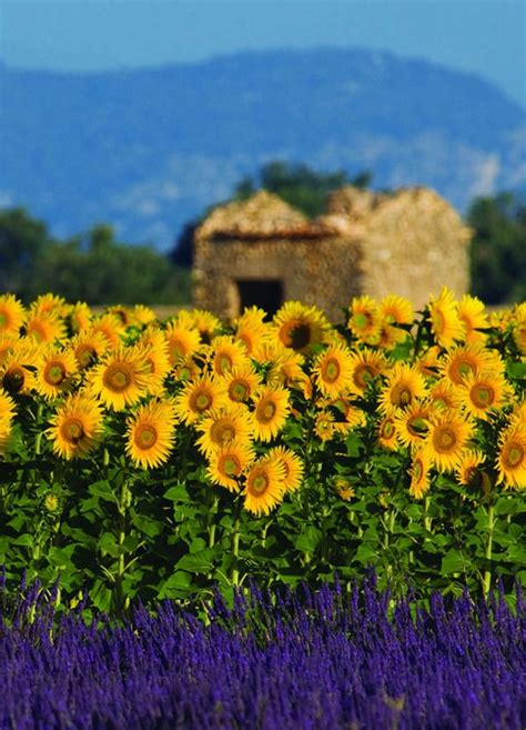 8 Day Road Trip Through The South Of France Lavender And Sunflower