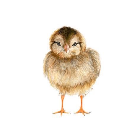 Baby Chick Illustration Farm Animal Nursery Decor Tiny Toes Design
