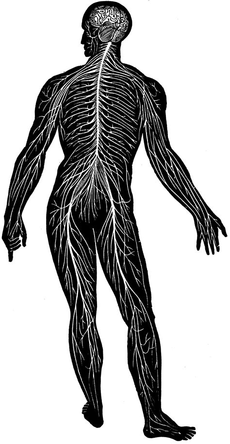 Nervous System Diagram For Kids Diagram The Nervous System Upper