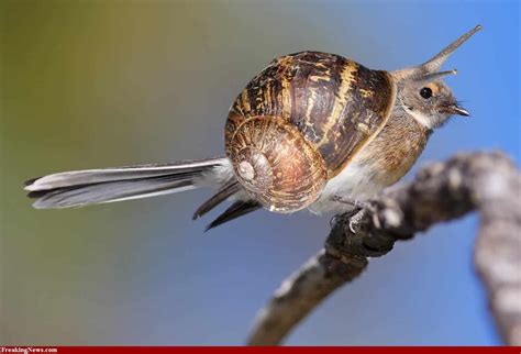 Getting Across How Snails Travel Through Birds Bellies