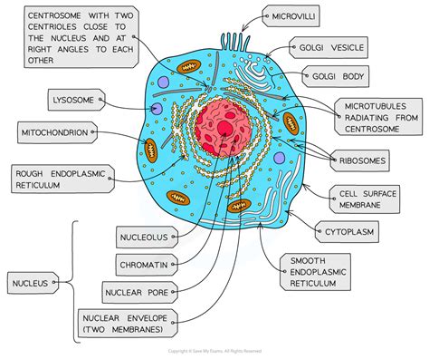 Ib Dp Biology Hl复习笔记124 Eukaryotic Cell Structure 翰林国际教育