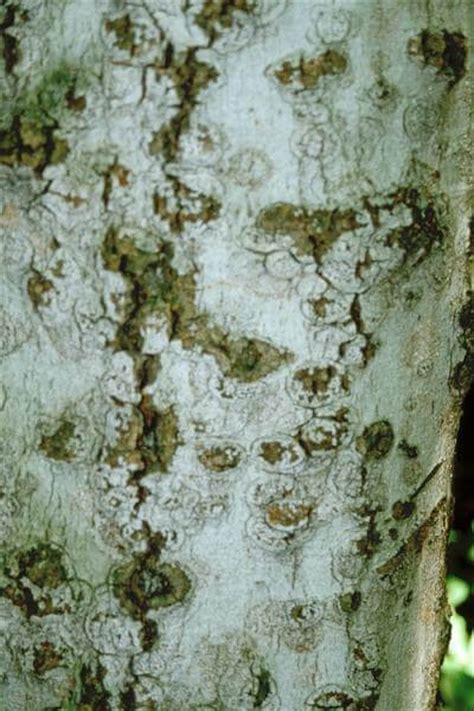 Beech Bark Disease Dont Move Firewood