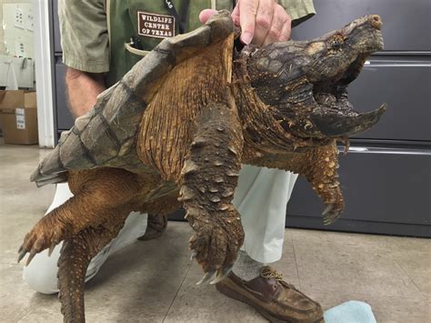 53 Pound Snapping Turtle Saved From Pipe