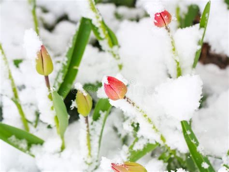 Tulips And Snow Stock Image Image Of Snow Blossom Flora 94472949