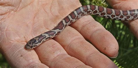 Maybe you would like to learn more about one of these? Eastern Milk Snake (juvenile) - Cooper's Rock State Park ...