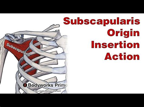 Teres Minor Origin And Insertion