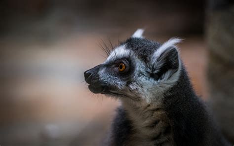 Fotos Gratis Lémur Animal Mamífero Retrato Fauna Silvestre