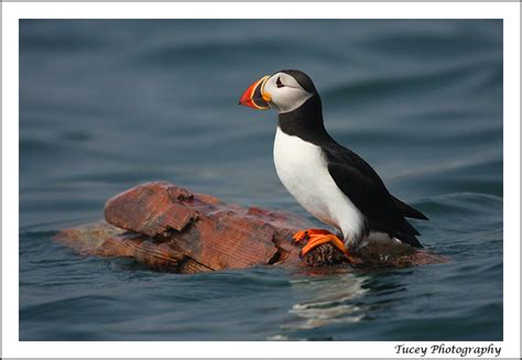 Atlantic Puffin Tucey Photography