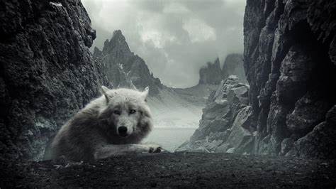 However, we are able to make an estimate based on the number of searches we get per month, which we make public. White wolf in rocky mountains wallpaper | animals | Wallpaper Better