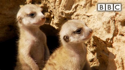 Baby Meerkats Leave Burrow For The First Time Natural