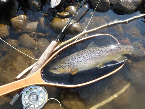 Wilson Creek is among North Carolina’s best trout streams