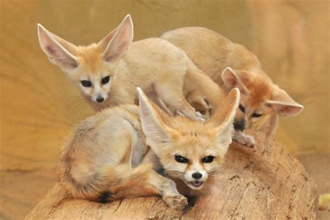 Fennec Fox Facts And Pictures Images All Wildlife