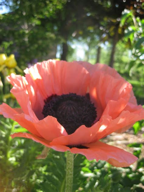 The Hand Me Down House Pink Poppies