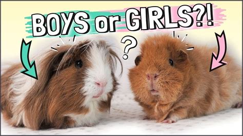 Choosing Your New Guinea Pigs Males Or Females Youtube