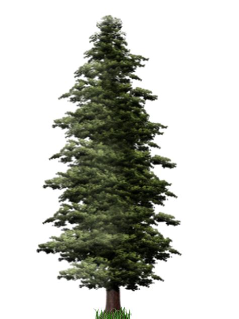 Download Pine Tree Graphic Vektor Pohon Pinus Full Si